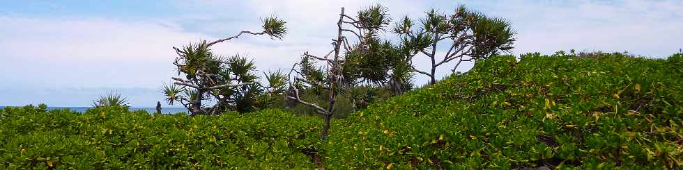 De Langevin  Vincendo - Sentier littoral - Manioc marron et vacoas