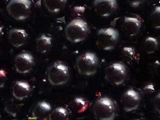 Fruits du Jaboticaba - Vigne brsilienne