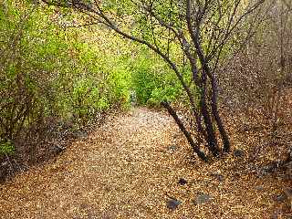 Saint-Leu - Ravine de la Fontaine - Sentier Pav