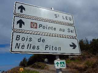 Bois de Nfles Piton - St-Leu