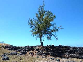 Cte sud-ouest - Coules basaltiques (filaos)