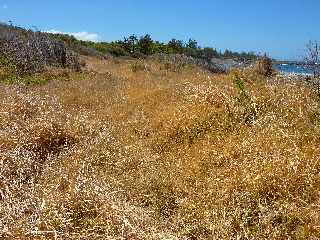 Cte sud-ouest - Galets de Bois Blanc et coules de tuf