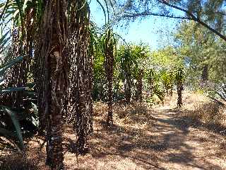 Cte sud-ouest - Plage Pont Mulla - Vgtation d'arrire-plage