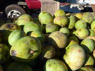 Mangues  4 euros le kilo