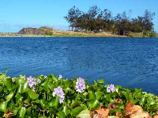 St-Louis -  Etang du Gol - Jacinthes d'eau