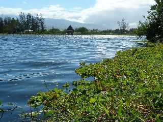 St-Louis -  Etang du Gol