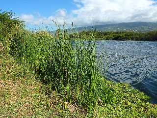 St-Louis -  Etang du Gol - Roseaux