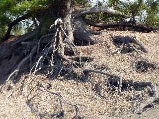 Sentier littoral de l'Etang du Gol  l'Etang-Sal les Bains - Filaos aux racines nues