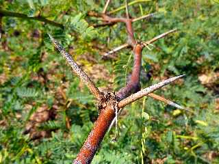 Z'pinards - Acacia farnesiana