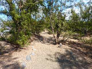 Sentier littoral de l'Etang du Gol  l'Etang-Sal les Bains - Filaos