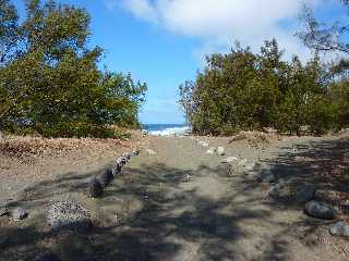 Sentier littoral de l'Etang du Gol  l'Etang-Sal les Bains - Entre les dunes