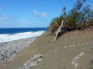 Sentier littoral de l'Etang du Gol  l'Etang-Sal les Bains - Dunes et filaos