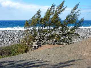 Sentier littoral de l'Etang du Gol  l'Etang-Sal les Bains - Filaos penchs