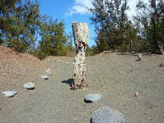 Sentier littoral de l'Etang du Gol  l'Etang-Sal les Bains - Arbre mort