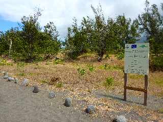 Sentier littoral de l'Etang du Gol  l'Etang-Sal les Bains - Plantations de l'ONF -