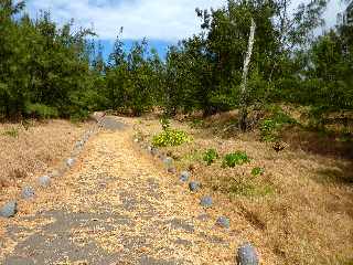 Sentier littoral de l'Etang du Gol  l'Etang-Sal les Bains - Plantations de l'ONF -