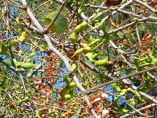 Tamarin d'Inde - Etang-Sal les Bains