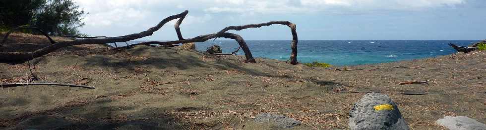 Sentier littoral de l'Etang du Gol  l'Etang-Sal les Bains - Filaos aux racines nues