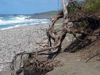 Sentier littoral de l'Etang-Sal - Falaises de sables gris - Racines de filaos