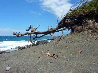 Sentier littoral de l'Etang-Sal - Filaos aux racines nues