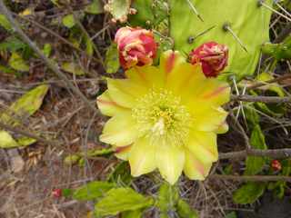 Etang-Salé - Sentier littoral - Fleurs de cactus
