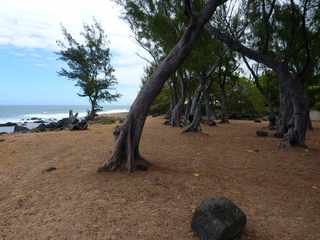 Etang-Sal - Sentier littoral - Filaos