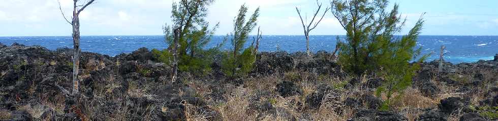 Sentier littoral d'Etang-Sal - Vers la Pointe de l'Etang-Sal - Laves et filaos