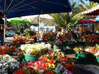 March forain de Saint-Pierre - janvier 2012 - Fleurs