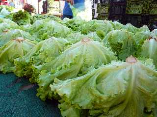 March forain de Saint-Pierre - janvier 2012 - Salades