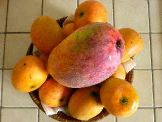 Mangues Jos et mangue Ttin