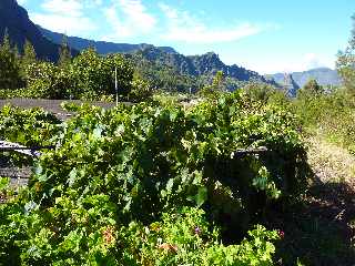 Cilaos - Bras Sec - Cilaos - Bras Sec - Vigne Isabelle