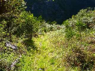 Cilaos - Bonnet de Prtre  - Vers la Mare  Montfleury