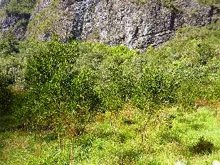 Cilaos - Bonnet de Prtre - Sentier des Calumets - Tamarins des Hauts