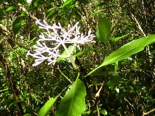 Cilaos -  Sentier des Calumets -  Bois de Corail