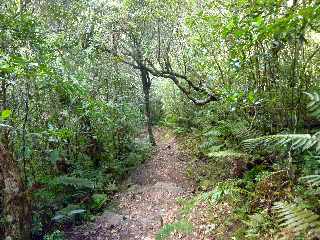 Cilaos -  Sentier des Calumets -  Fougres