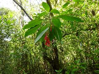 Cilaos - Sentier des Calumets -  Fuchsia Boliviana