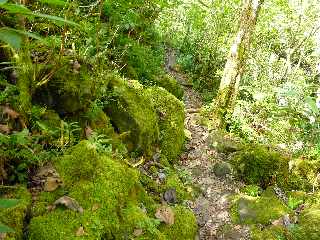 Cilaos - Sentier des Calumets -