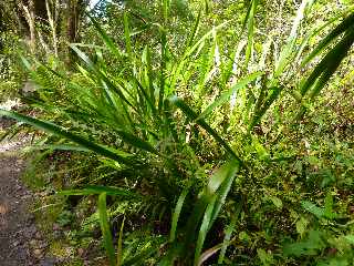 Cilaos - Sentier des Calumets -  Chocas verts