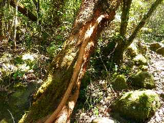 Cilaos - Sentier des Calumets  -