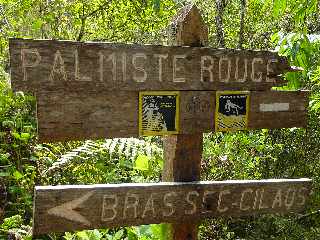 Cilaos - Sentier des Calumets  -  Vers Gueule Rouge