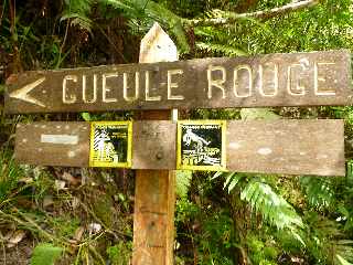 Cilaos - Sentier des Calumets  -  Vers Gueule Rouge