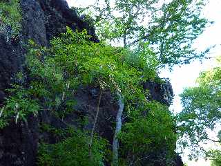 St-Leu - Sentier Pav -  Falaise St-Expdit