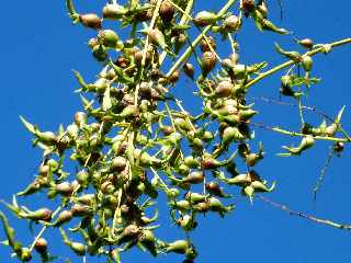 St-Leu - Sentier Pav -  Bulbilles de chocas verts