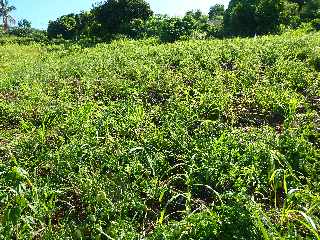 St-Leu - Sentier Pav -  Champ de tomates