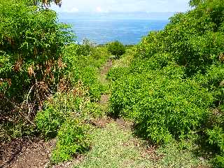 St-Leu -  Sentier de la Salette -