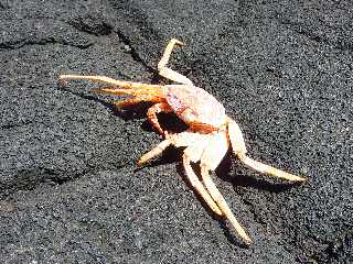 Saint-Philippe - Pointe de la Table - Crabe