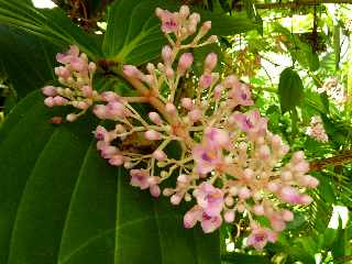 Saint-Philippe - Fleurs