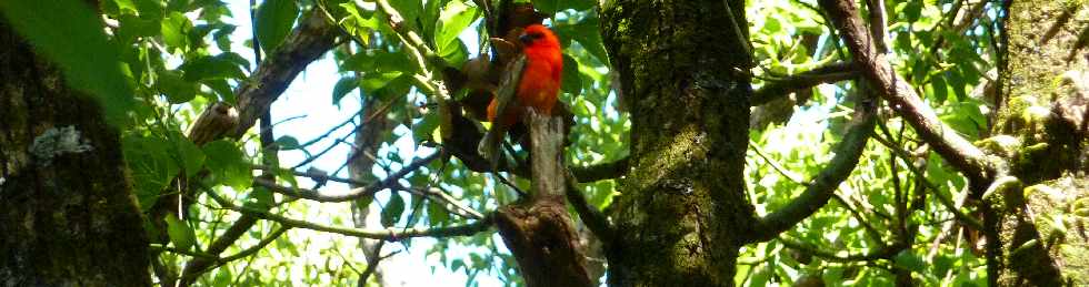 Saint-Philippe -  Forêt de Mare Longue - Cardinal mâle