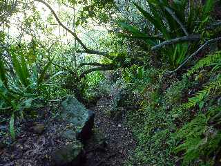 Pont d'Yves - Sentier vers le Bras de la Plaine -