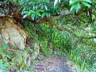 Pont d'Yves - Sentier vers le Bras de la Plaine -